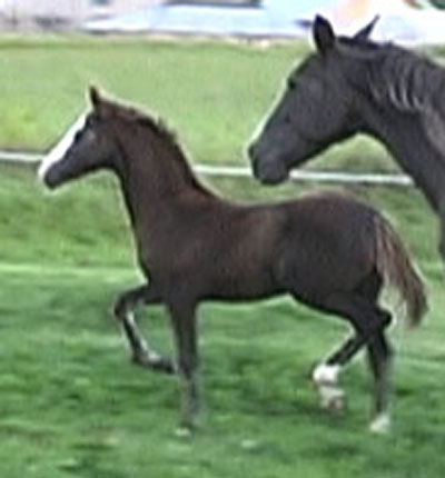 Addy trotting
