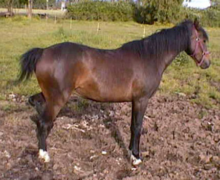 Cady