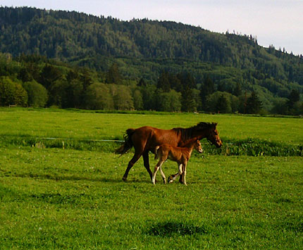 Cory and foal