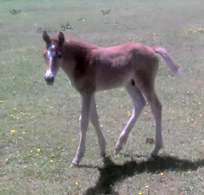 Cory colt 2009