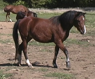 Karisma and 2004 filly