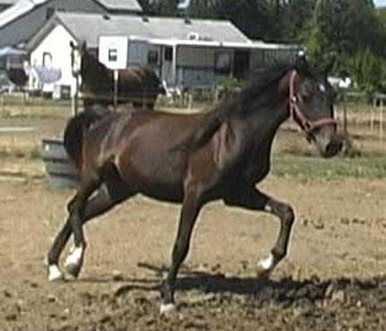 Glory as a youngster