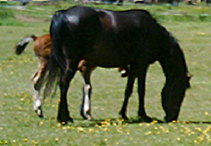 glory grazing