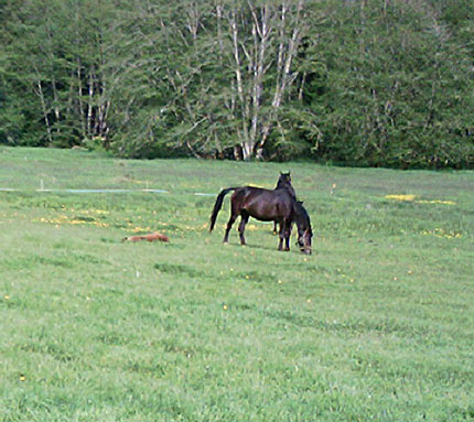 Glory at pasture