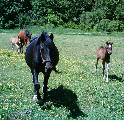 India & Colt