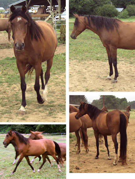 Composite of Photos of Isabella