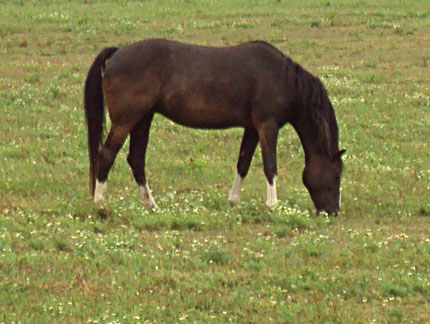 Mary grazing