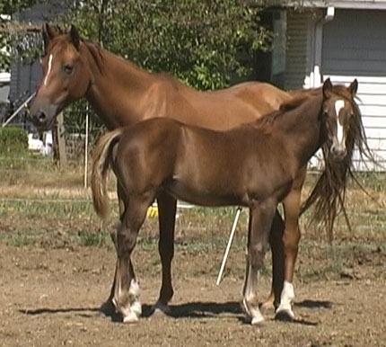 Nymph as foal