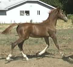 Nymph trotting as foal 2