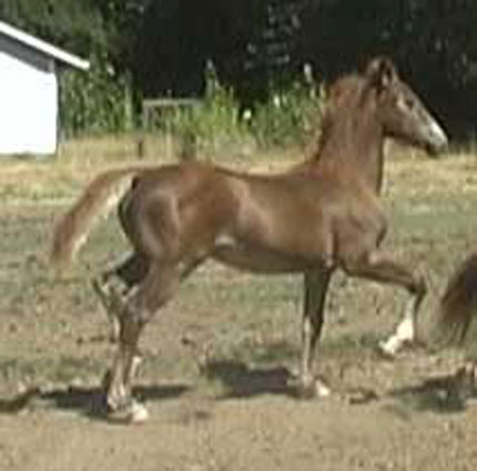 Nymph trotting as foal