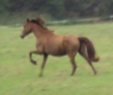 Polly
