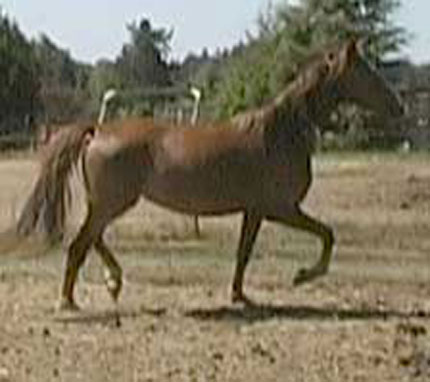 Polly trotting 