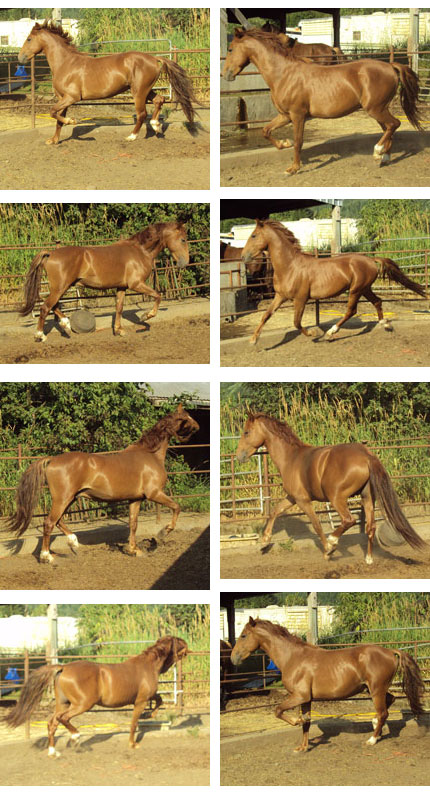Movement Composite