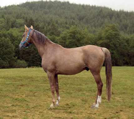 Oakbriar's Genesis (Johnny)