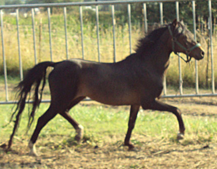 Trotting