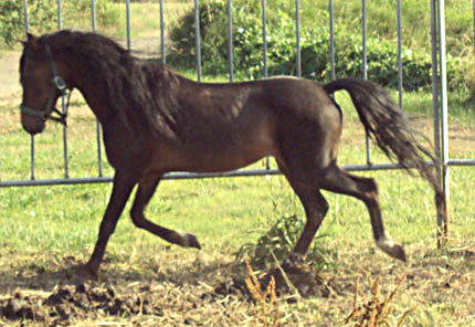 Trotting