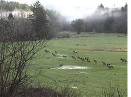Elk in the field