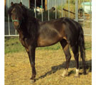 Morrey