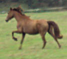 Polly