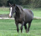 Tia