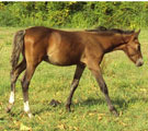 nuffies colt
